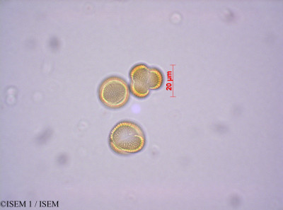 ISEM 1/Descurainia_lepressa_29064/Descurainia_lepressa_29064_0001(copy)_thumb.jpg